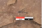 Foto (Detailansicht) von Graminea ? sp.  (NHMW-GEO-2024-0188-0388)